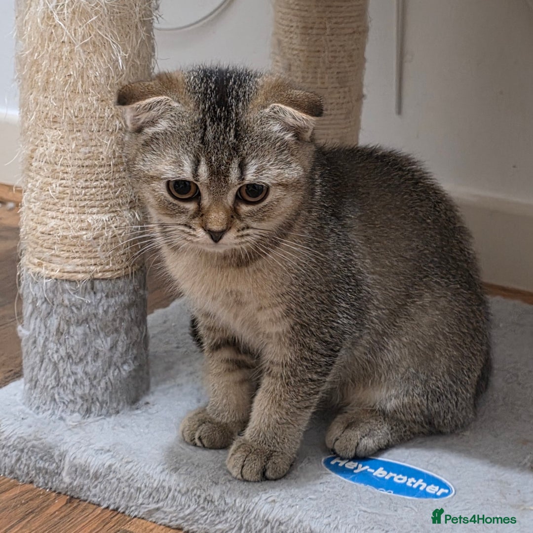 Scottish Fold cats for sale: British short hair x Scottish fold kittens in Romford - Image 9