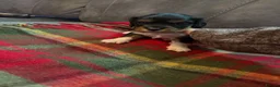 Cavalier King Charles Spaniel dogs for sale: King Charles puppies  - Advert 14