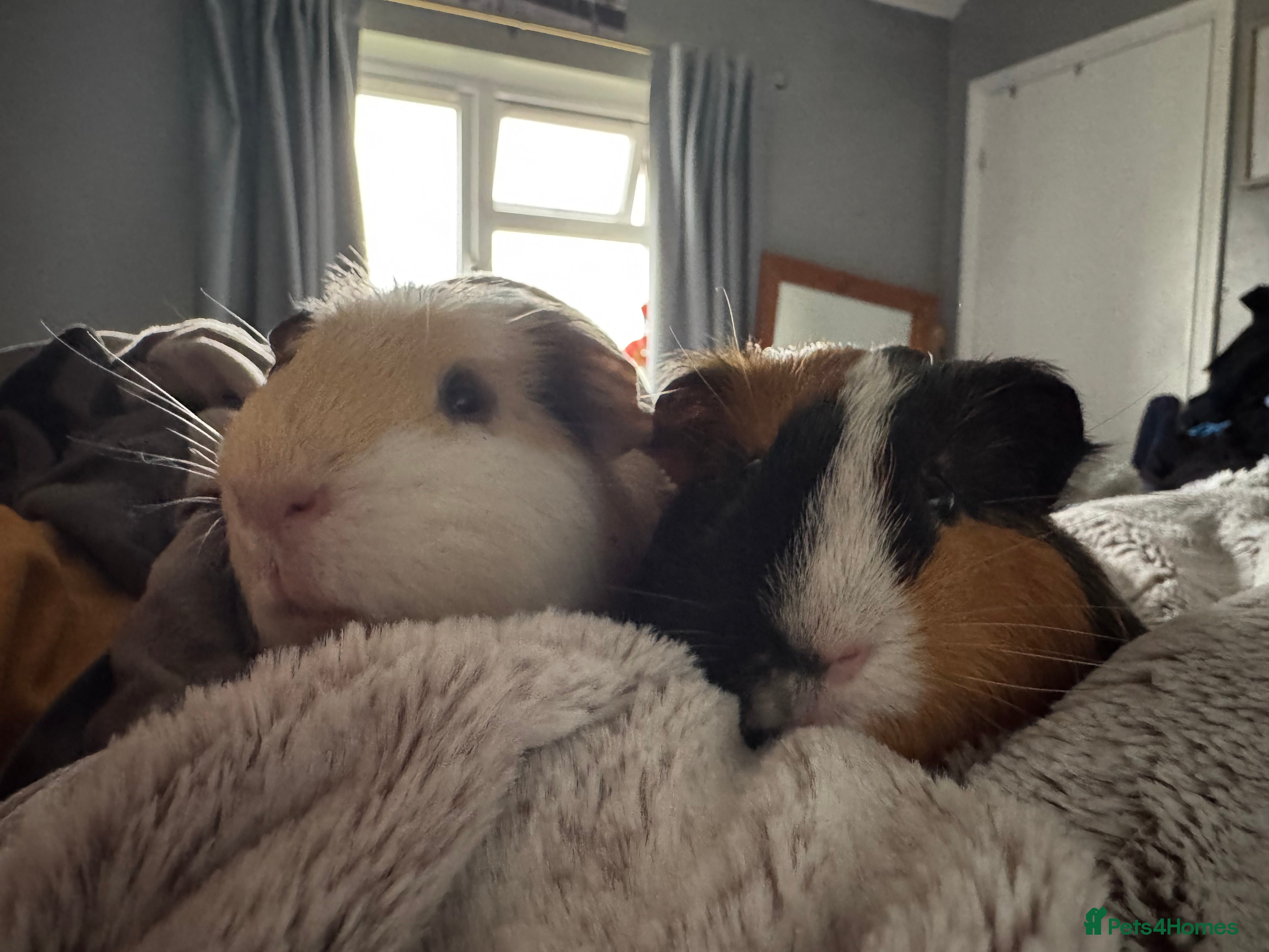 Guinea Pig rodents Little Boys Need A Home - Advert 3
