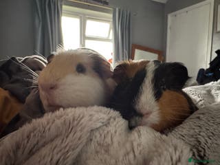 Guinea Pig rodents Little Boys Need A Home - Advert 13