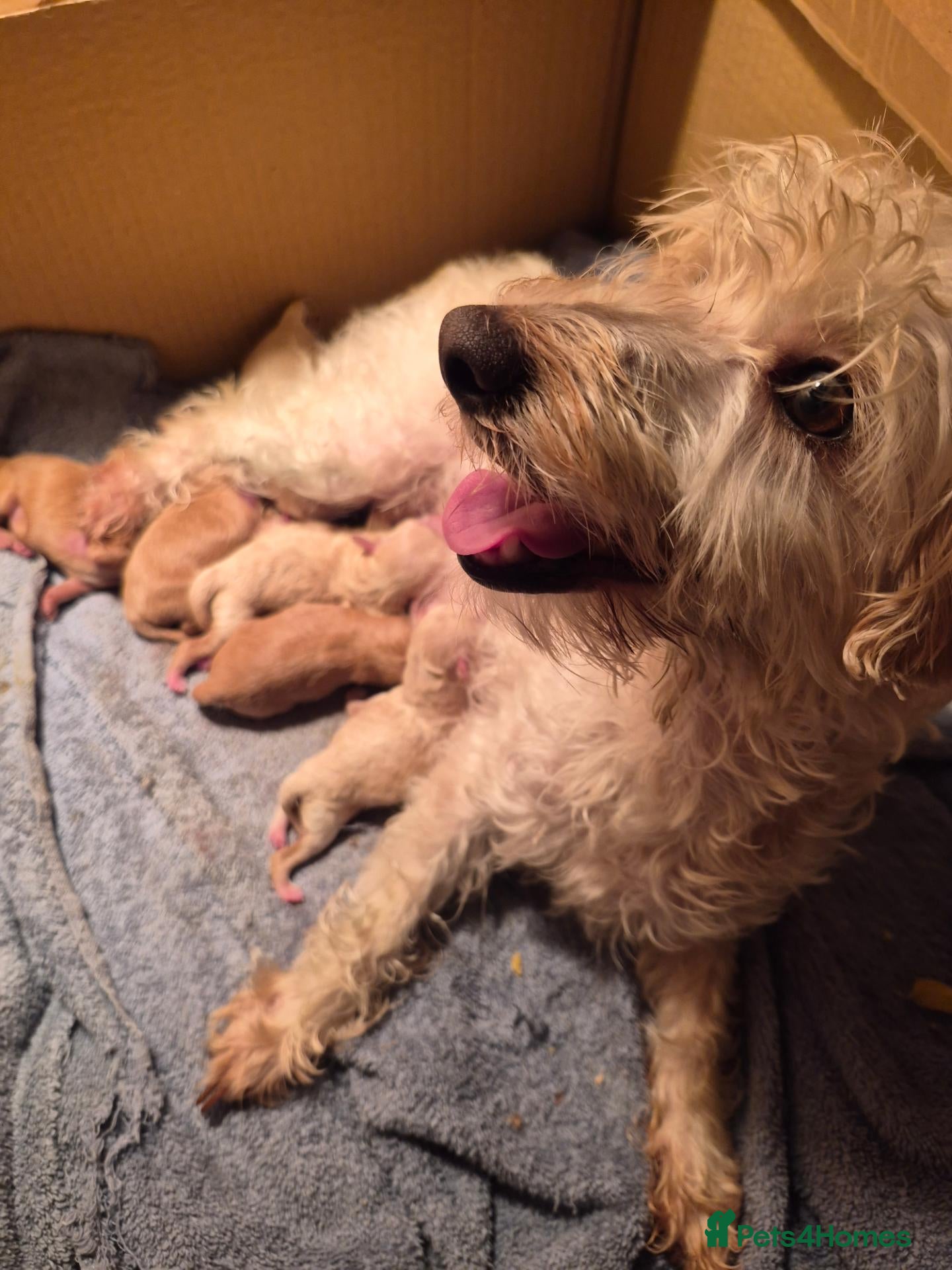 Westiepoo dogs for sale: Beautiful westipoo - Advert 2