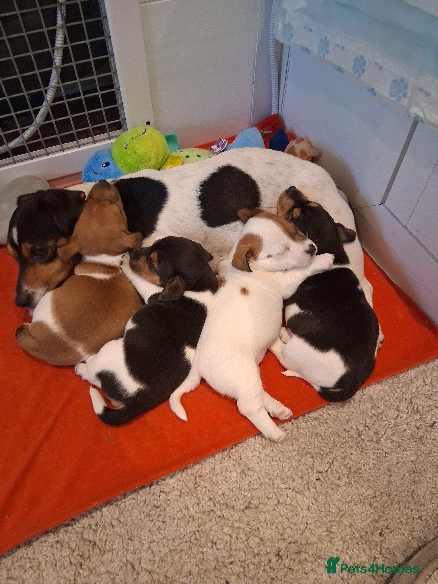 Jack Russell dogs Jack Russell Puppies - Ready June 3rd - Advert 1