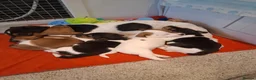 Jack Russell dogs for sale: Jack Russell Puppies - Ready June 3rd - Advert 1