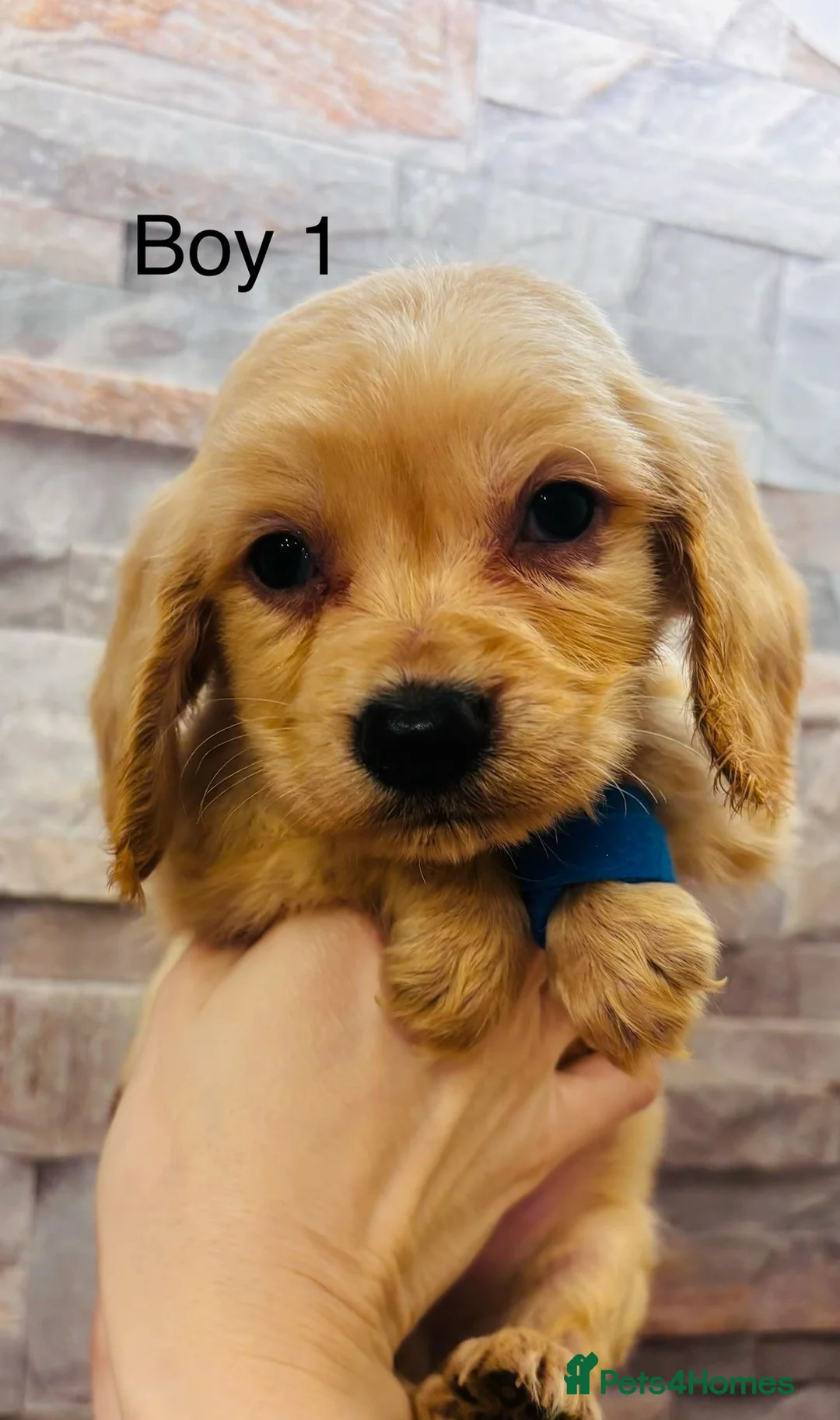Cockapoo dogs for sale: adorable cockapoo puppies  - Advert 5