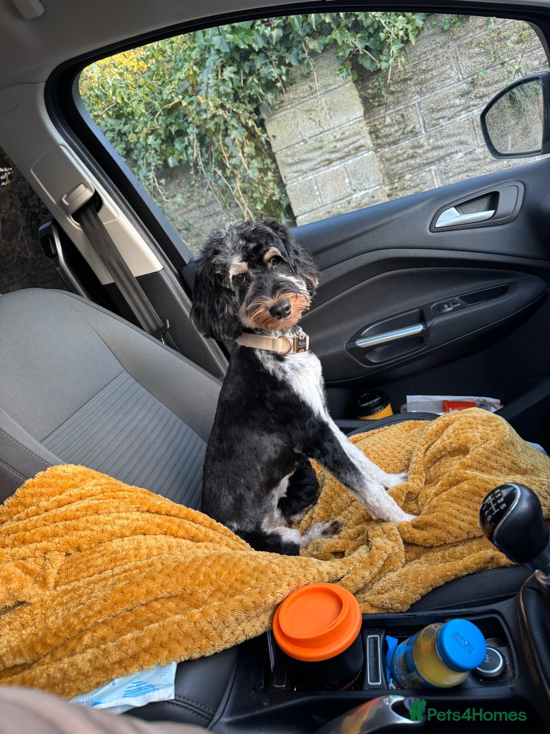 Cockapoo dogs for sale: 2year old cockapoo looking for forever home  - Image 3