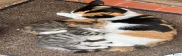 Mixed Breed cats for sale: Tabby kitten - Advert 9