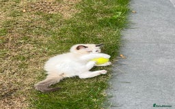 Ragdoll cats for sale: Pure ragdoll kitten - Image 1