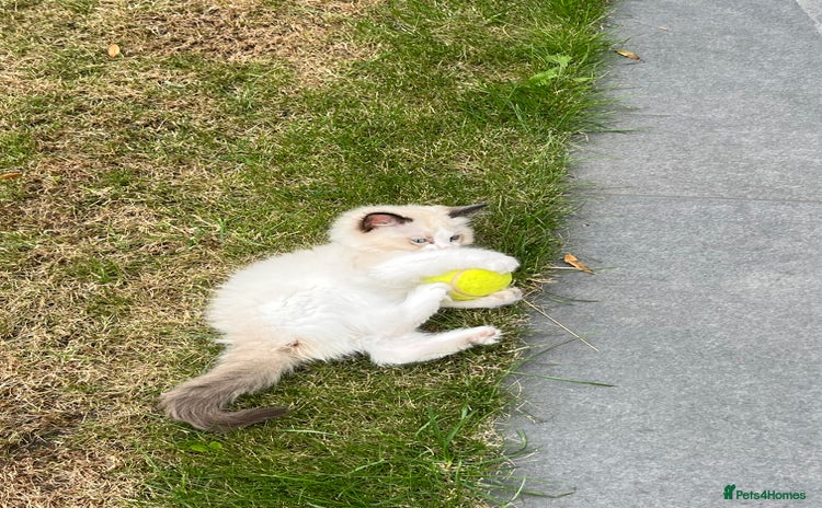 Ragdoll cats - Advert 10