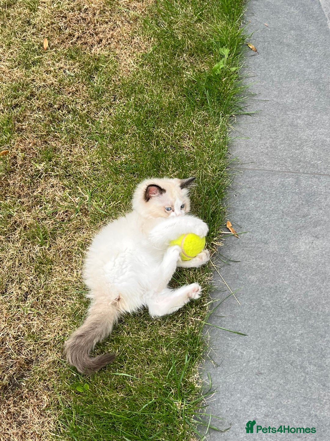 Ragdoll cats for sale: Pure ragdoll kitten - Image 1