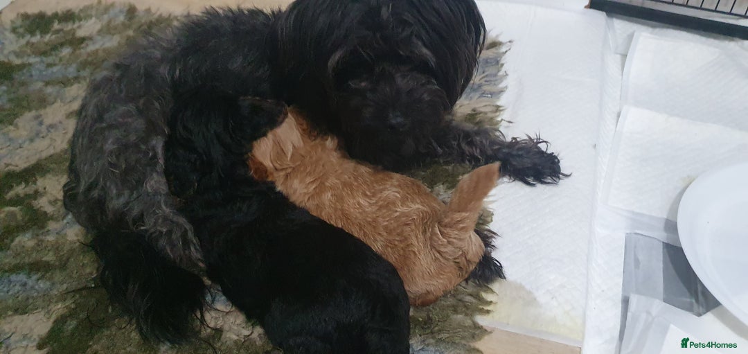 Yorkiepoo dogs for sale:  Beautiful Yorkiepoo pups - Image 5
