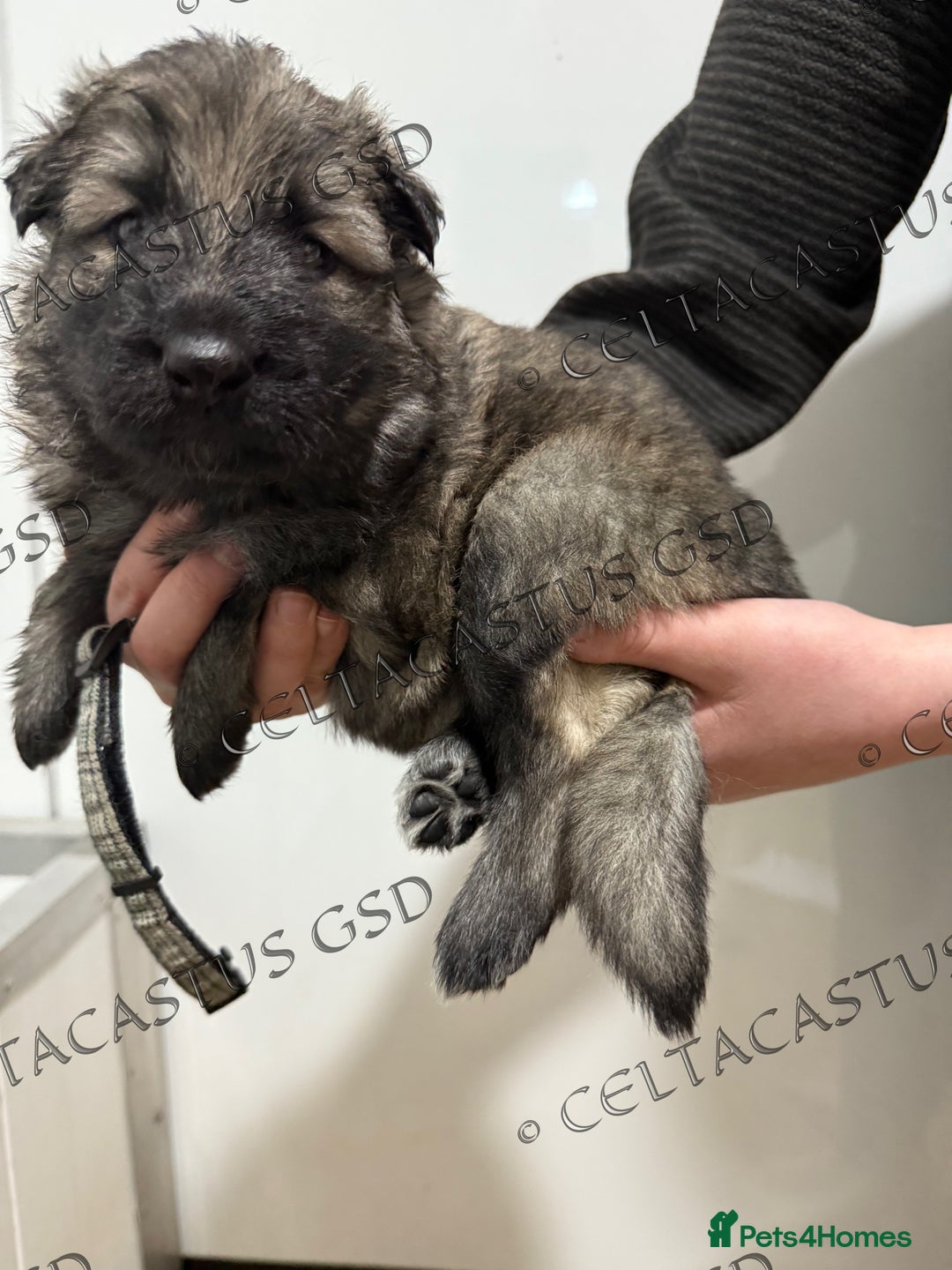 German Shepherd dogs for sale: Kcreg blue sable carrying Isabella GSD pups  - Image 4