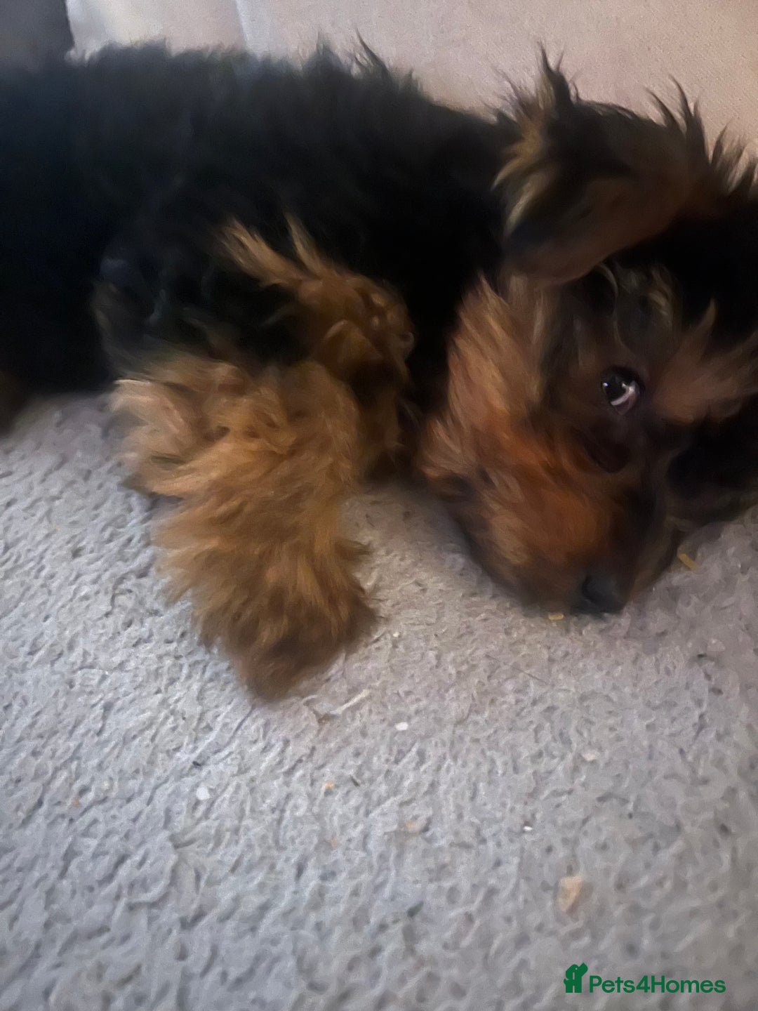 Yorkshire Terrier dogs for sale: yorkshire terrier  - Advert 2