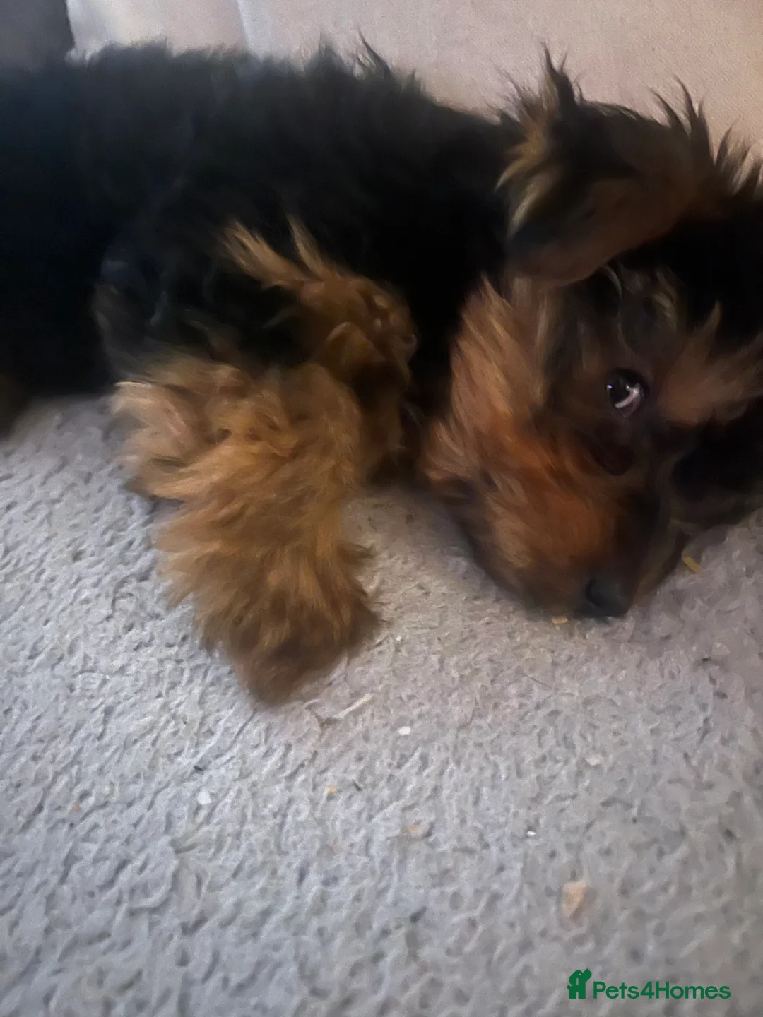 Yorkshire Terrier dogs for sale: yorkshire terrier  - Advert 2