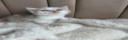 British Shorthair cats for sale: 🐻 Registered British Shorthair Kittens 🐻 - Advert 25