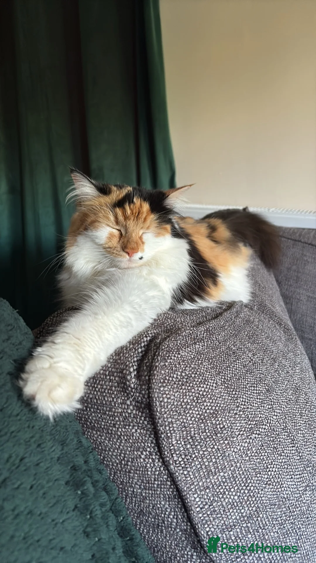 Mixed Breed cats for sale: Kittens ready for their forever home  - Advert 1