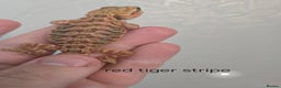 Bearded Dragon reptiles for sale: Variety of bearded dragon babies  - Advert 9