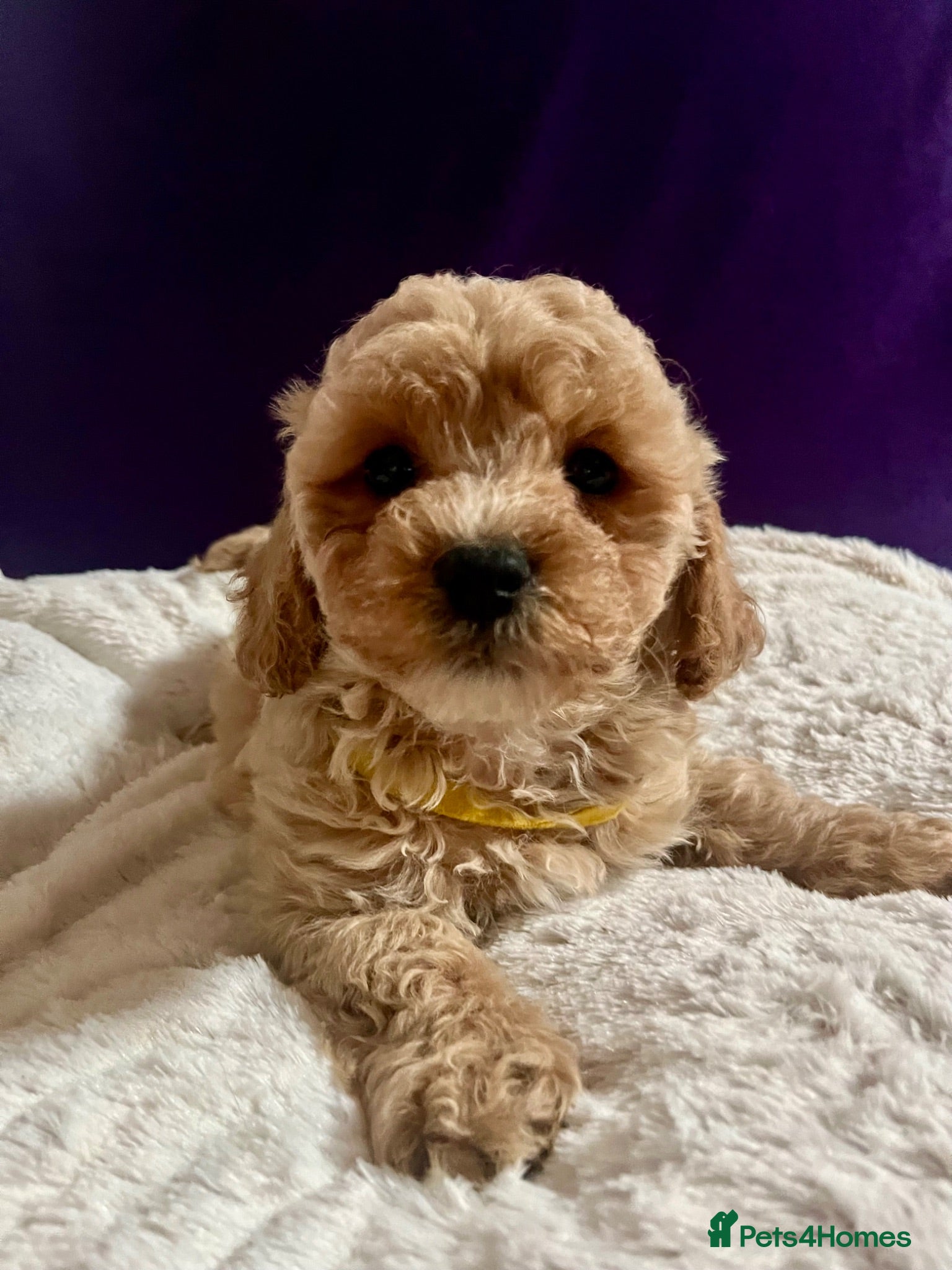 Cavapoochon dogs Cavapoochon puppies  - Advert 2