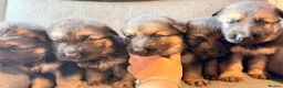 German Shepherd dogs for sale: KC registered German shepherd puppies.  - Advert 4