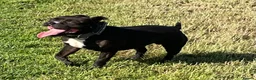Staffordshire Bull Terrier dogs for sale: Stunning Brindle Staffordshire bull terriers - Advert 25