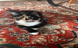 British Longhair cats for sale: Adorable kitten searching for new staff (owners) - Advert 6
