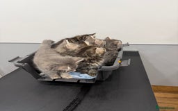 Persian cats for sale: Gorgeous Persian Cross Kittens - Image 8