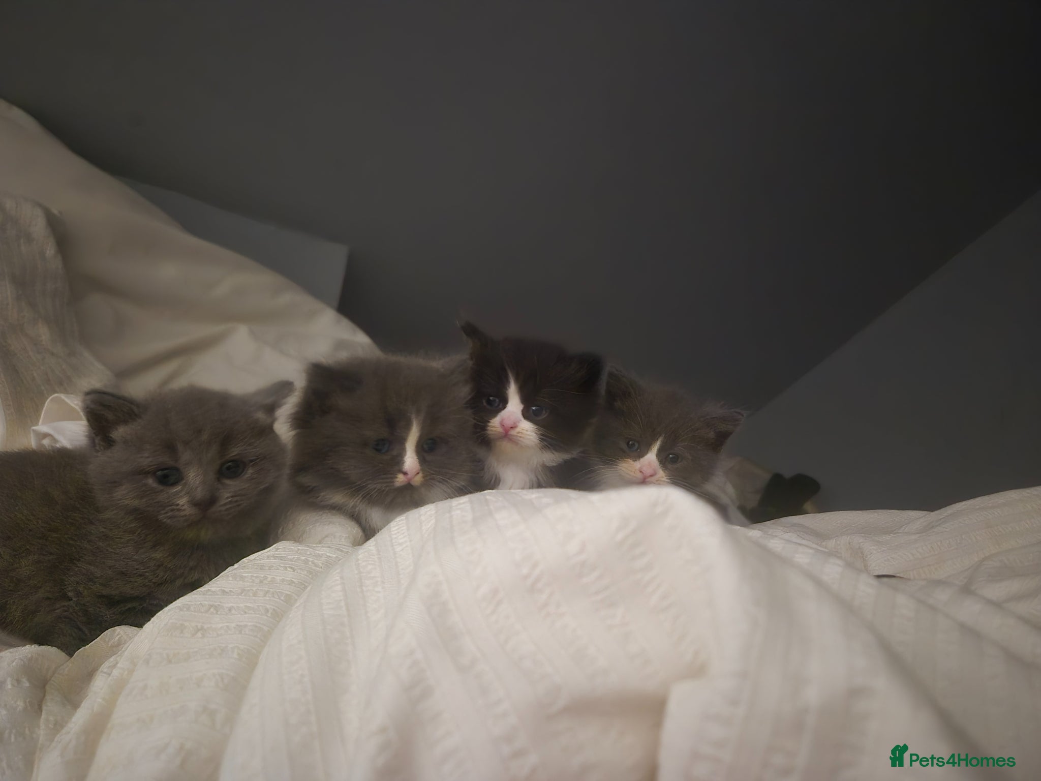 Mixed Breed cats 3/4 British longhair/shorthair  - Advert 3