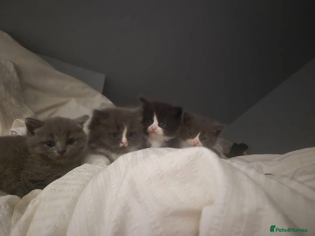 Mixed Breed cats for sale: 3/4 British longhair/shorthair  in Lowestoft - Advert 1