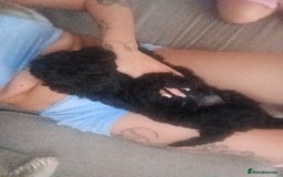 Cockapoo dogs for sale: Fb1 cockapoos puppies - Image 3