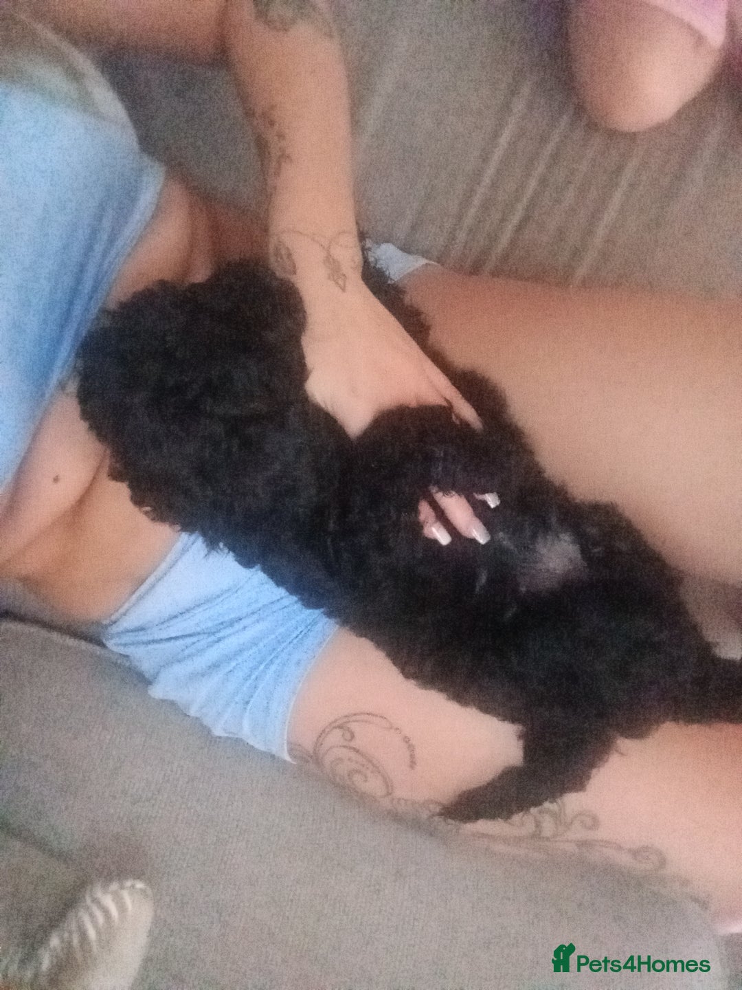 Cockapoo dogs for sale: Fb1 cockapoos puppies - Image 3