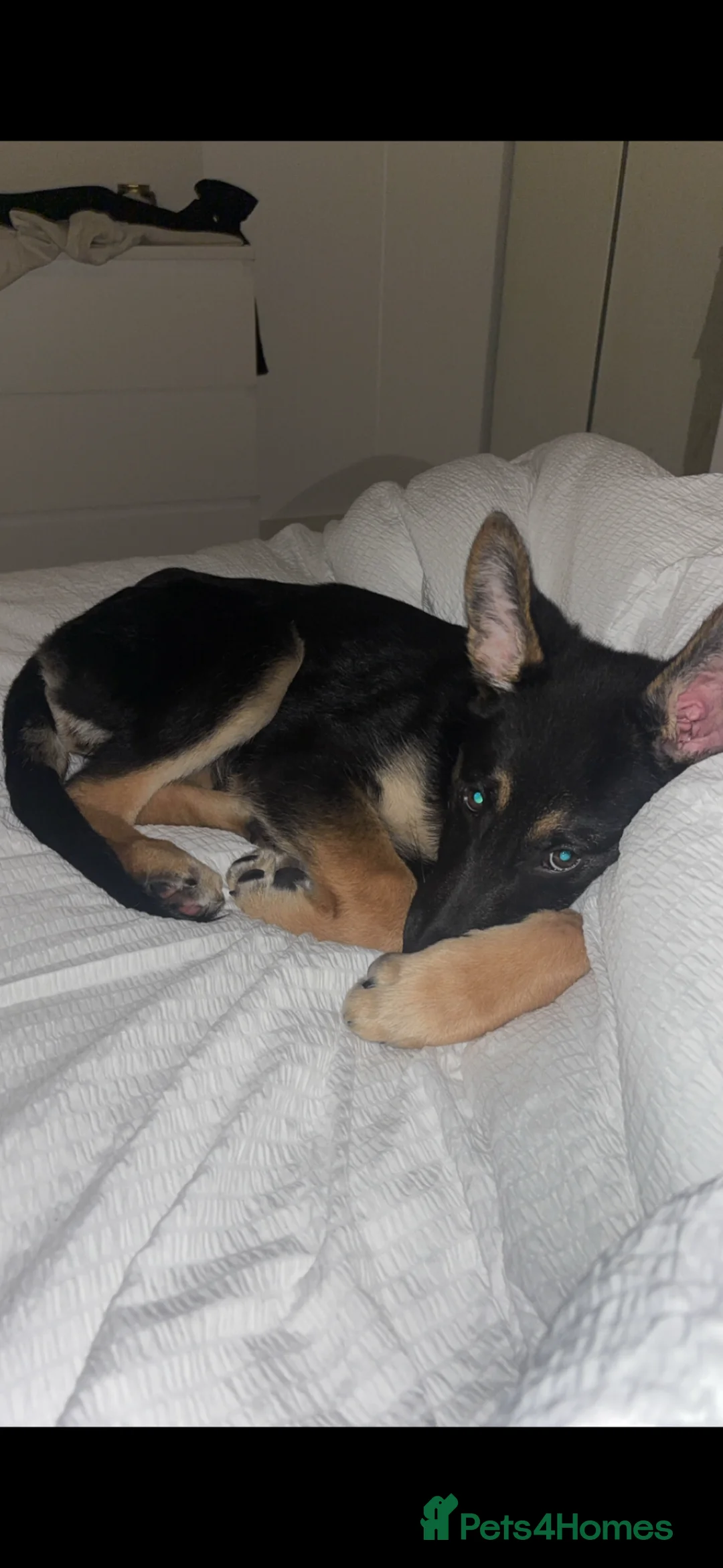 German Shepherd dogs for sale: Trained German Shepherd Female Puppy – Smart - Advert 12