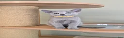 Russian Blue cats for sale: Russian Blue kittens Full Pedigree  - Advert 5