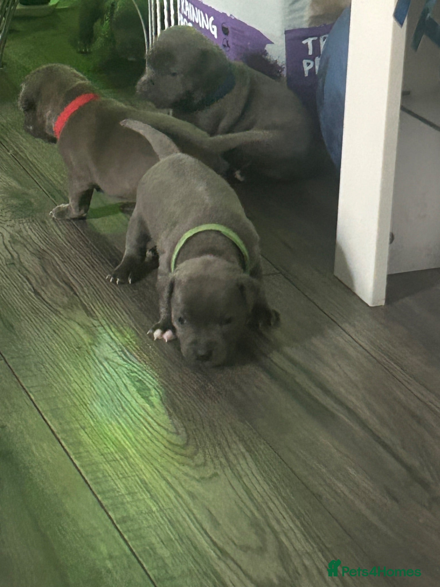 Staffordshire Bull Terrier dogs KC REG BLUE KING FURY PUPS - Advert 2