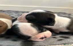 Boston Terrier dogs for sale: Beautiful Chunky KC Boston Terrier Puppies - Image 17
