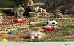 Rough Collie dogs for sale: ROUGH COLLIE  SABLE AND WHITE MALE PUPPIES - Image 15