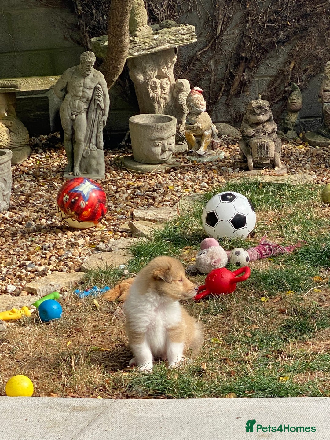 Rough Collie dogs for sale: ROUGH COLLIE  SABLE AND WHITE MALE PUPPIES - Image 15