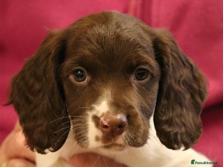 English Springer Spaniel dogs Health Tested English Springer Spaniel Puppies - Advert 1