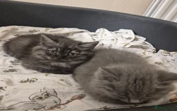 British Shorthair cats for sale: British short hair mixed  - Image 4