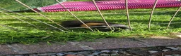 Guinea Pig rodents for sale: Smooth coat american for forever home - Advert 2