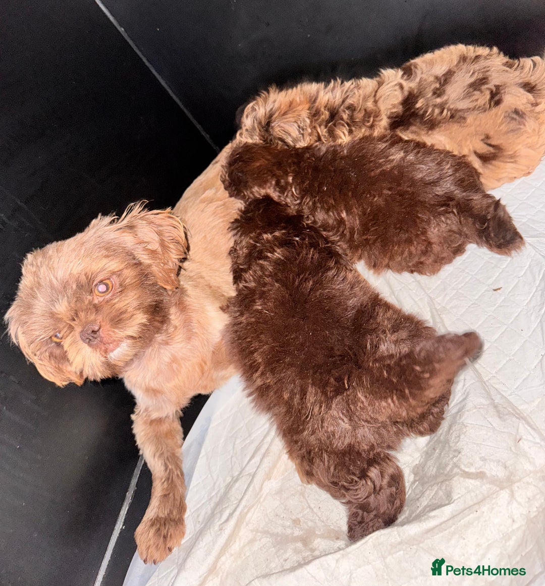 Shihpoo dogs for sale: Beautiful shihpoo - Image 9