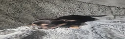 Mixed Breed dogs for sale: Jackawawas  in Bristol - Advert 4