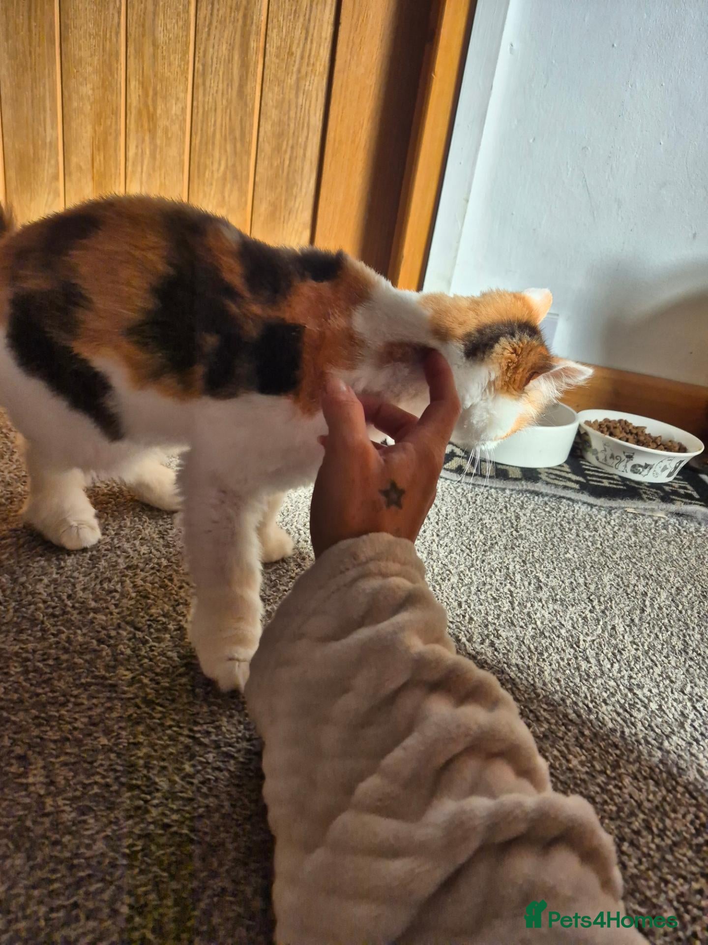 Mixed Breed cats for sale: 3 year old female cat in need of rehoming - Advert 2