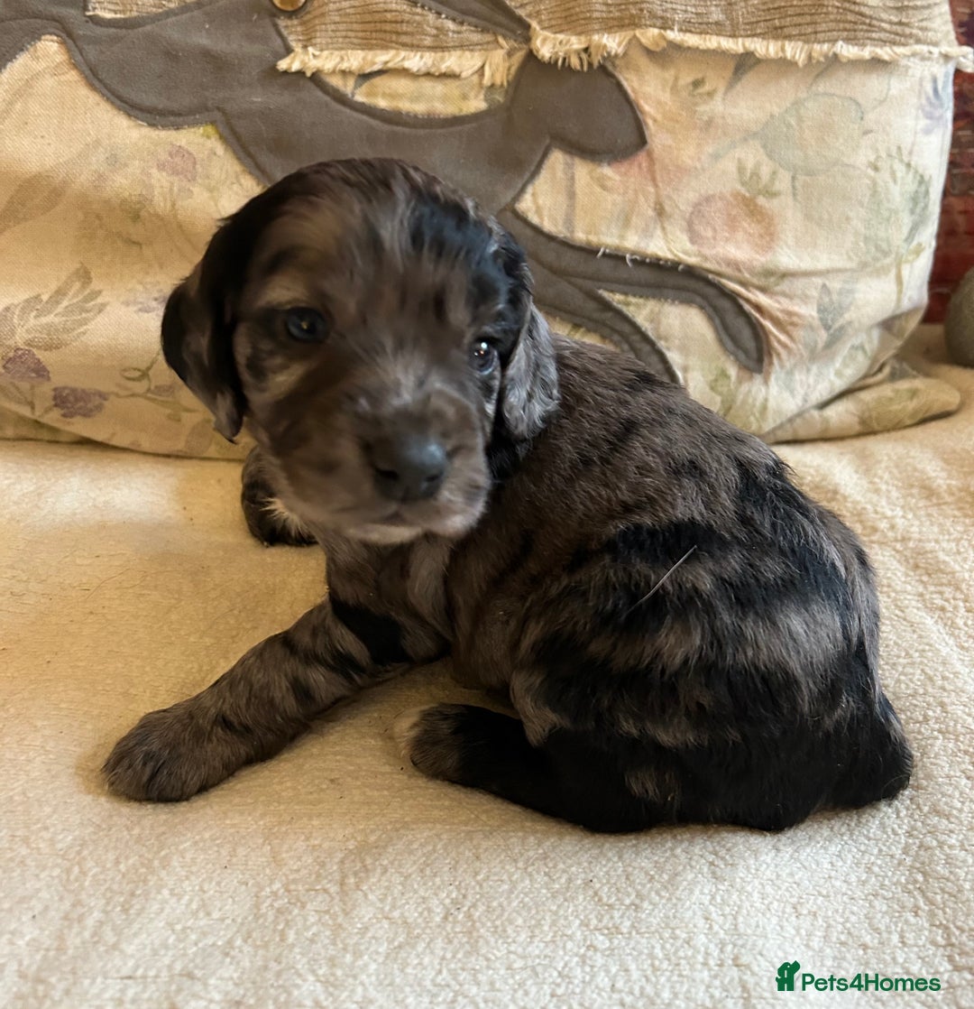 Cocker Spaniel dogs for sale: STUNNING WORKING COCKER SPANIEL PUPS - Advert 7