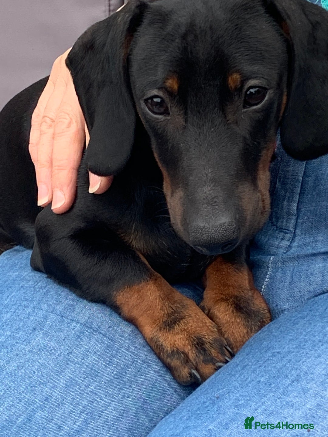 Miniature Dachshund dogs for sale: Miniature Dachshund  - Advert 2