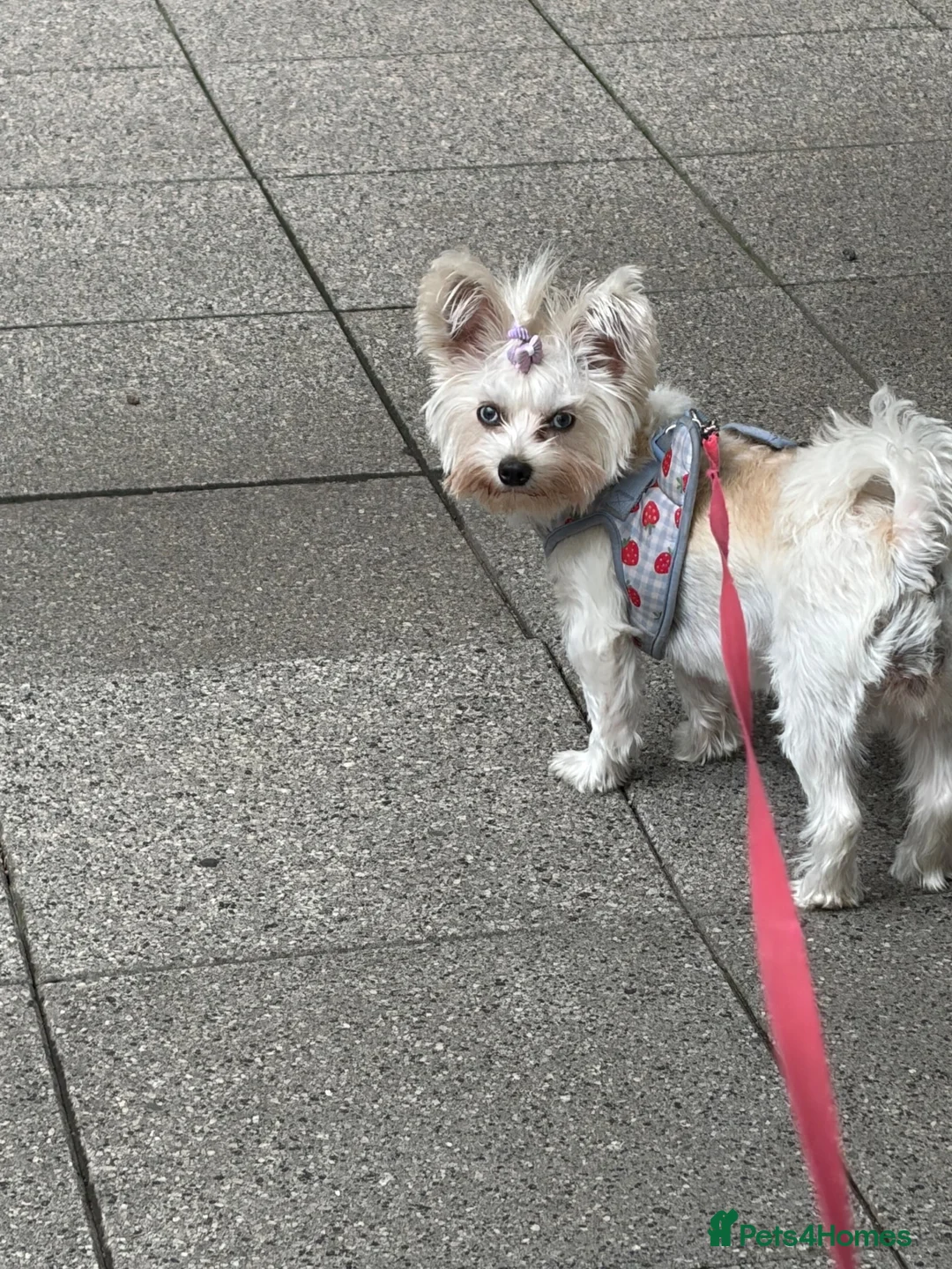 Yorkshire Terrier dogs for stud: LOOKING FOR MALE STUD in London - Advert 5