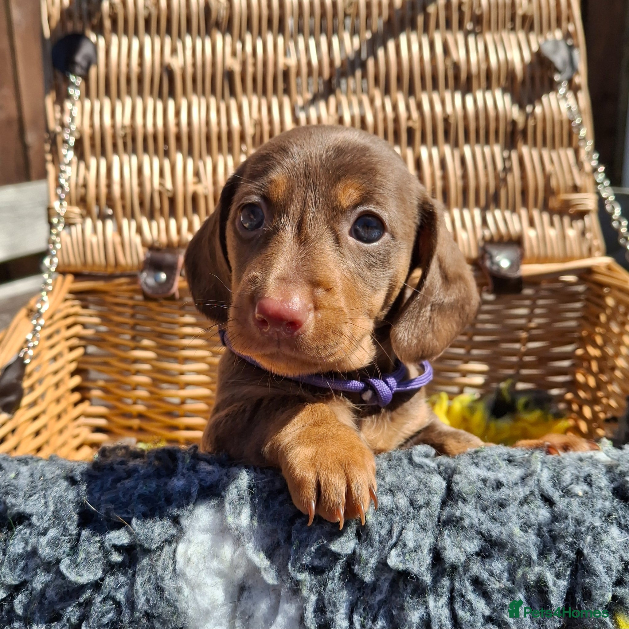 Dachshund dogs for sale: Minature Dachshund pups - Advert 1