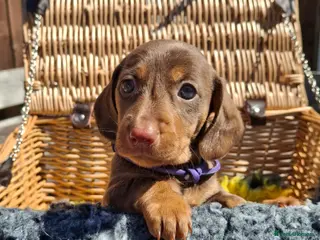 Dachshund dogs for sale: Minature Dachshund pups - Advert 1