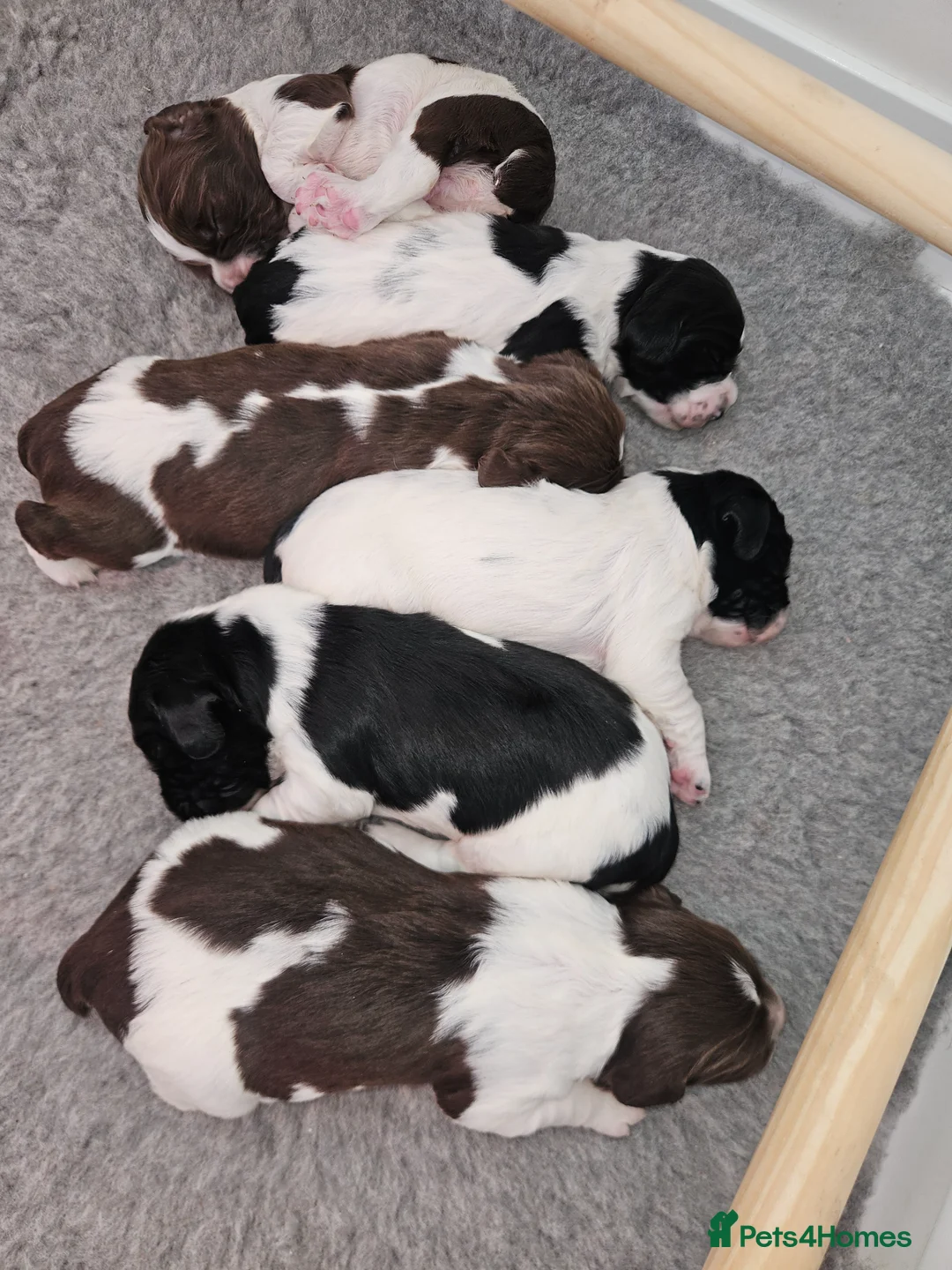 English Springer Spaniel dogs for sale: English Springer Spaniel KC Reg - working lines - Advert 2