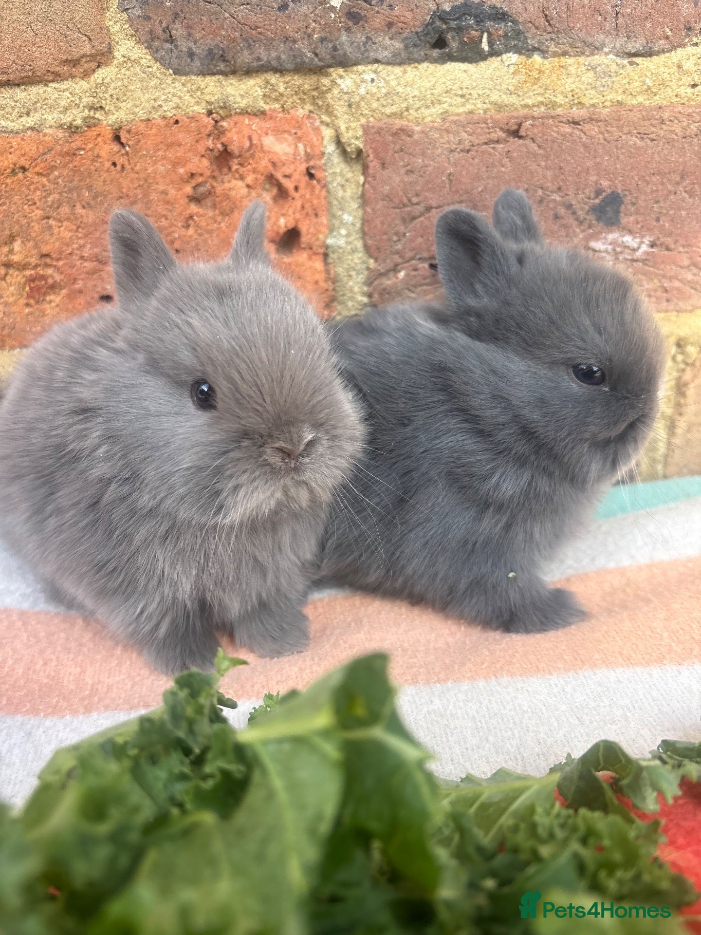 Netherland Dwarf rabbits Sweet blue Netherland Dwarf bunnies  - Advert 2