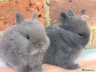 Netherland Dwarf rabbits Sweet blue Netherland Dwarf bunnies - Advert 2