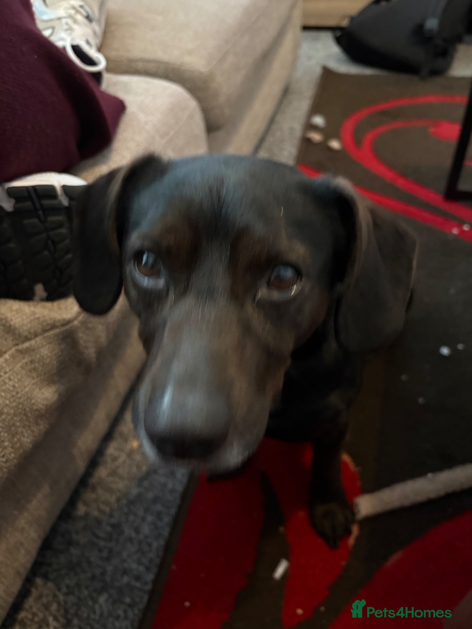 Mixed Breed dogs Buddy the 3 year old mix breed - Advert 14